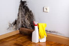 Best Industrial Mold Remediation  in Windy Hills, KY